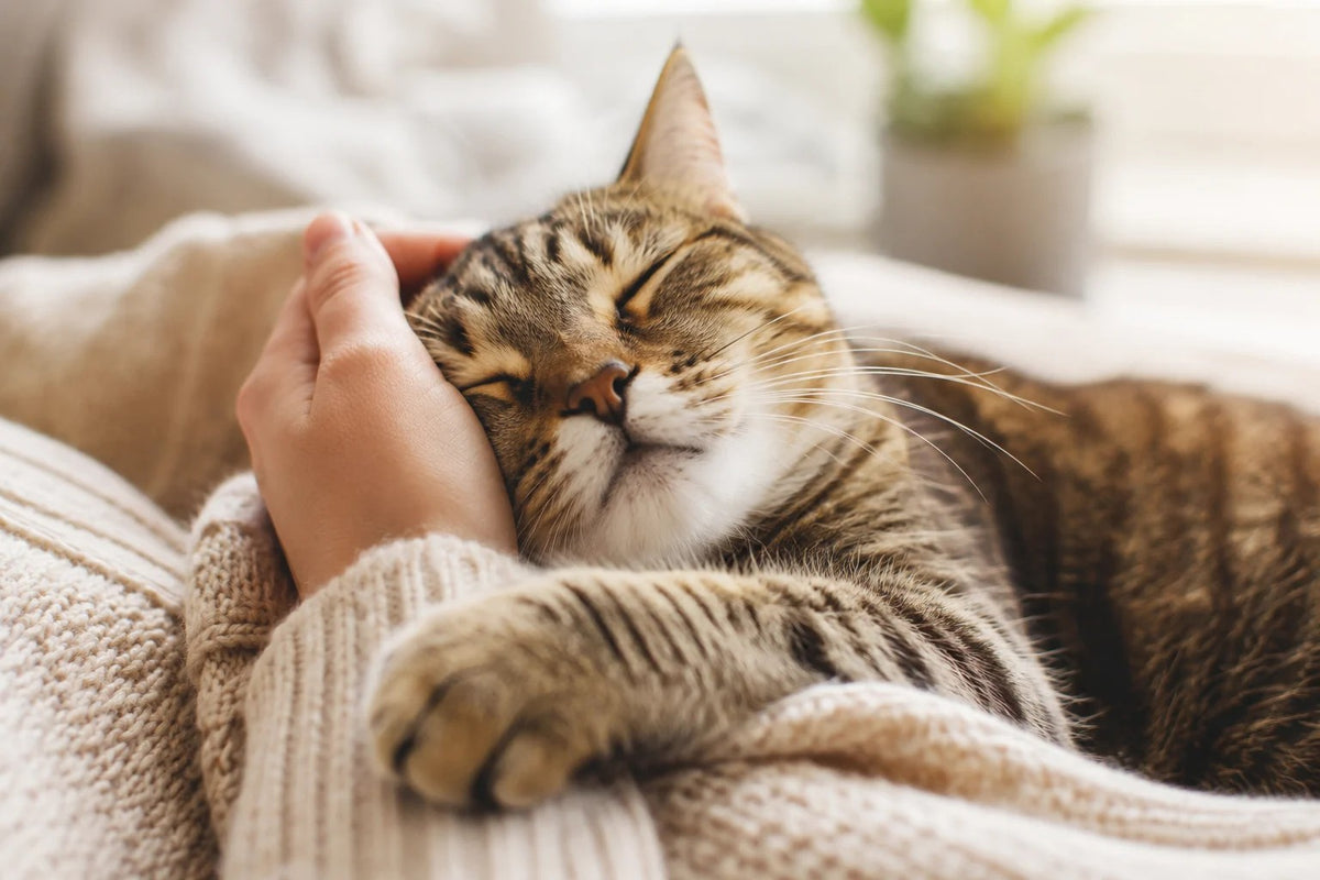 Un chat tigré endormi, les yeux fermés, caressé par une main sur un pull en maille beige